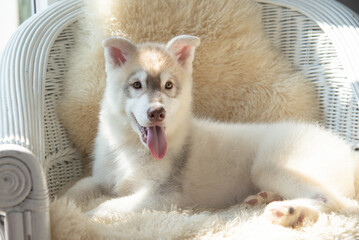 Close up portrait of a young Husky puppy resting on soft rug showing cute paws indoors. © lalalululala