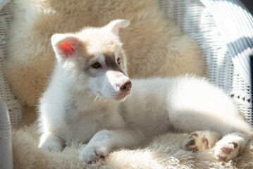 Close up portrait of a young Husky puppy resting on soft rug showing cute paws indoors. © lalalululala