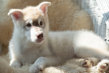 Close up portrait of a young Husky puppy resting on soft rug showing cute paws indoors. © lalalululala