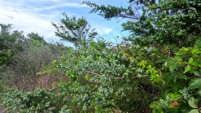 Island Beach State Park. Female specimens of eastern redcedar (Juniperus virginiana) can be identified by their small, bluish, berry-like seed cones.