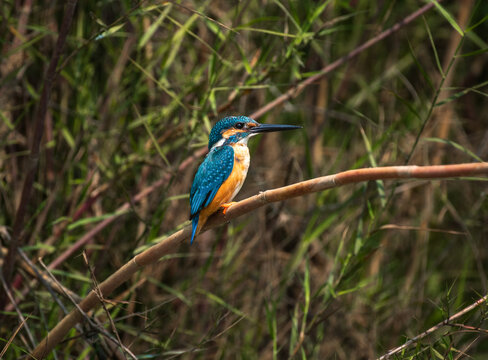 Common kingfisher bird perched on a branch with use of selective focus 