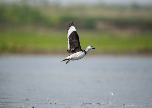 Cotton pygmy goose bird taking off from water in the swamps. Selective focus.