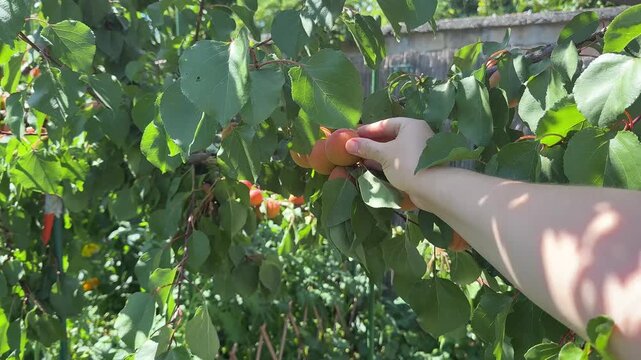 Hand picking ripe apricots from a leafy orchard tree in bright summer sunlight, conveying fresh harvest and simple outdoor living, ideal for food and gardening themes
