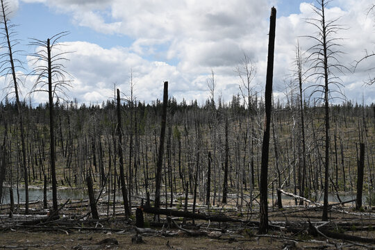 Burned forest after wildfire. Dramatic burned forest in Canada
