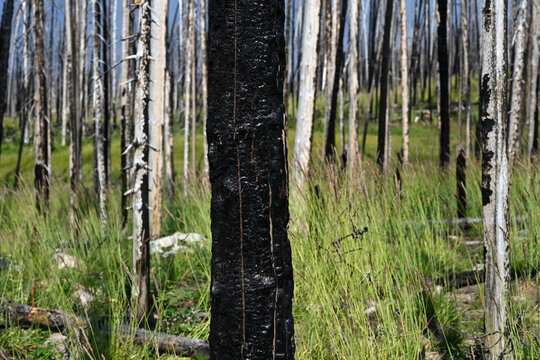 Burned forest after wildfire. Dramatic burned forest in Canada