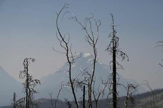 Burned forest after wildfire. Dramatic burned forest in Canada