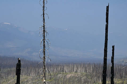 Burned forest after wildfire. Dramatic burned forest in Canada