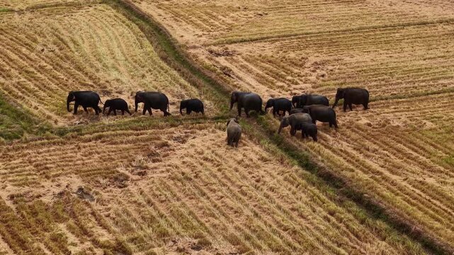 Drone shot of a family of Asian elephants migrating through open farmland and harvested fields.