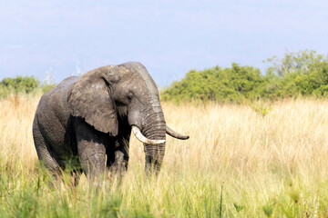 Fototapeta premium African bush elephant standing in golden light