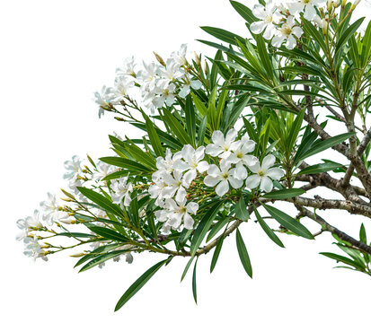 foreground of flowering trees on a transparent background