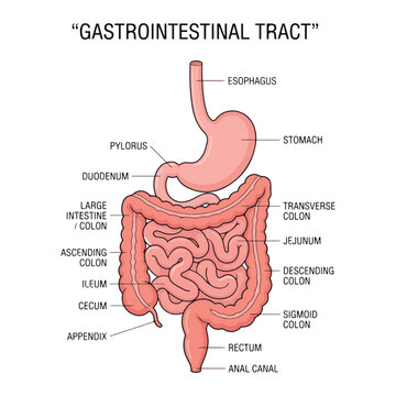 Gastronomical tract and digestive system isolated structure outline diagram, transparent background.