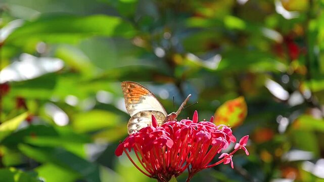 Slow motion horizontal footage of a great orange tip butterfly feeding on nectar from red flowers moving and then flying away from the frame