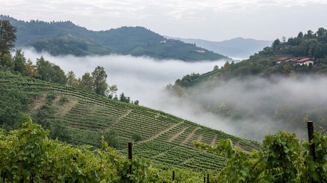 passphrase. Nebbiolo grape vineyard on Piedmont hillside with morning fog and rolling hills. travel magazines, destination branding, designed for outdoor magazines and nature guides.