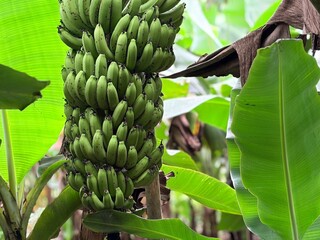 Large bunch of green bananas on tree Vector, illustration © Robiul