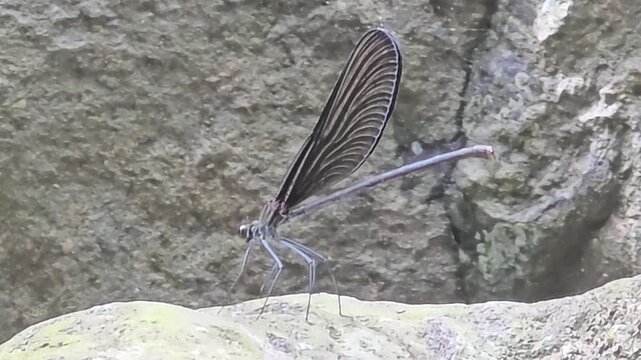 Black-winged damselflies gathering on wet mossy rocks near a mountain stream for egg laying, 4K macro video #005