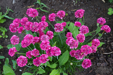 Fototapeta premium small pink spring flowers of the sea thrift (Armeria maritima)