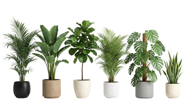 Tropical houseplant collection in ceramic pots, set of six indoor green plants, monstera and fiddle leaf fig for home decor isolated PNG with Transparent Background
