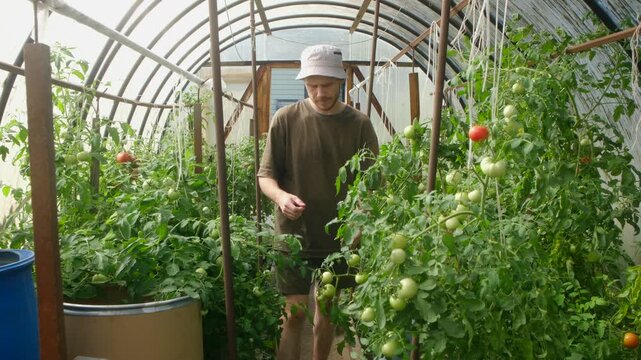 Diligent male gardener in bucket hat carefully examining and checking quality tomato plants, ensuring healthy abundant harvest in sunlit polycarbonate greenhouse. Farmer in greenhouse with ripe tomato