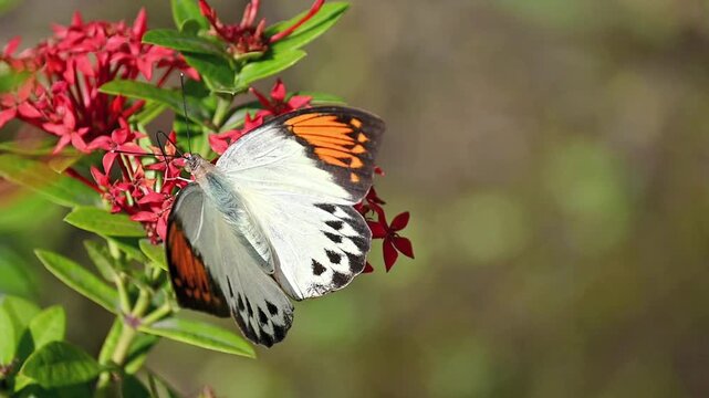 Slow motion footage of a white and orange patterned butterfly feeding on nectar from red flowers and fluttering away