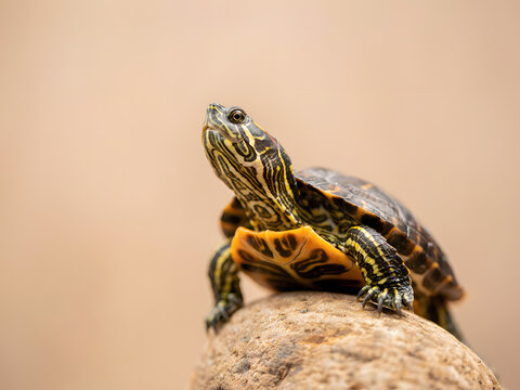 Red-eared slider turtle resting on a rock, close-up portrait of a small aquatic reptile.