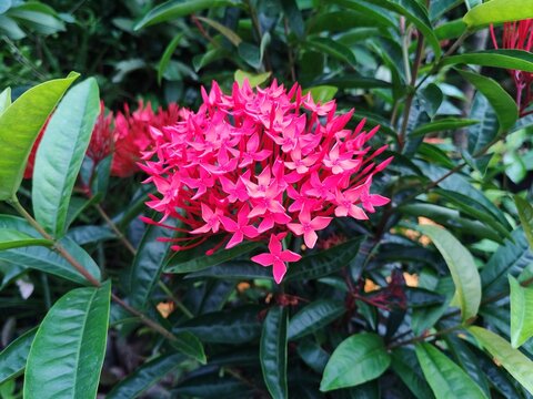 A close up view of a beautiful red ixora flower cluster surrounded by vibrant green leaves in a sunny tropical garden setting. The tiny petals create a striking natural contrast in the environment.