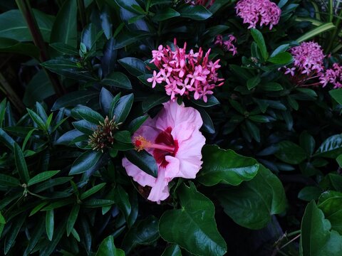 Beautiful purple hibiscus rosa-sinensis flower blooming in a tropical garden with small pink ixora flowers and dark green leaves in the summer sun