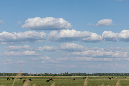 Vogelschwarm am Himmel