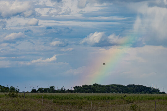 Windr&auml;der mit Regenbogen und gro&szlig;em Brachvogel