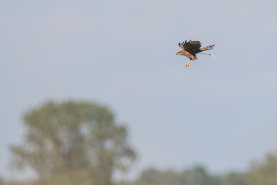Rohrweihe im Flug