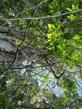 A tree with beautifully shaped branches. Green leaves add to its natural appearance. The tree is bathed in sunlight.