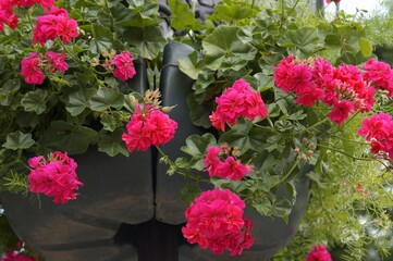 Naklejka premium Pink flowering plants in garden pots