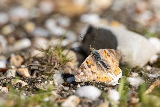 Schmetterling am Boden