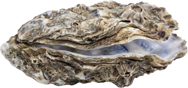 Rough textured natural oyster shell on black background.