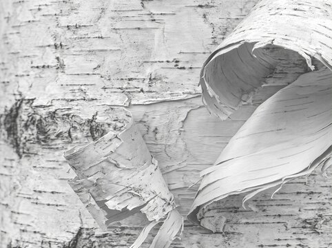 Bark close-up of birch tree trunk, white and black natural wood texture, organic rough background for natural design, monochrome nature