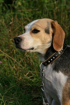 Beagle