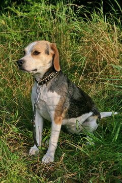 Beagle