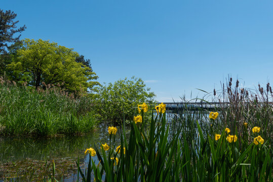 初夏の琵琶湖畔　キショウブが咲く公園の風景　滋賀県大津市膳所城跡公園