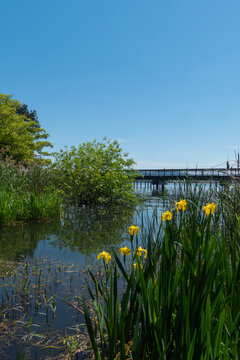 初夏の琵琶湖畔　キショウブが咲く公園の風景　滋賀県大津市膳所城跡公園