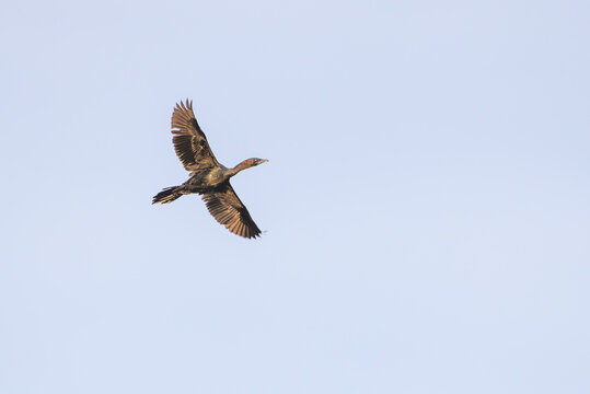 Zwergscharbe im Flug