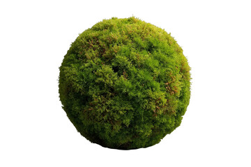 Fototapeta premium Bright green moss ball with uneven surface isolated on transparent background