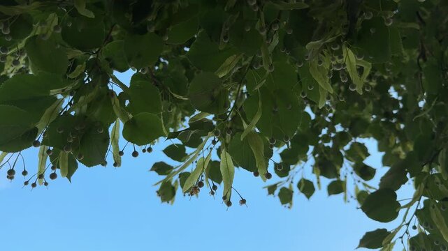 Green branches and inflorescences of a linden tree swaying gently against a clear blue sky on a sunny summer day. Close-up view of linden leaves, developing fruits and winged seed clusters in natural 