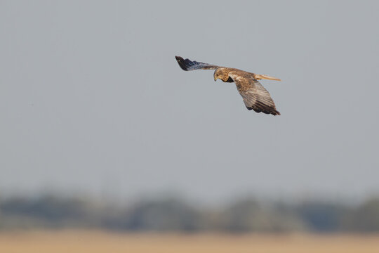 Rohrweihe im Flug