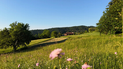 Obraz premium Summer Wildflowers Blooming in a Green Meadow in Piedmont Italy