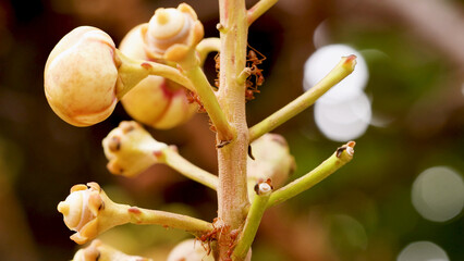 Obraz premium Macro View of Weaver Ants Crawling on Cannonball Tree Flower Buds