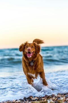 dog on the beach