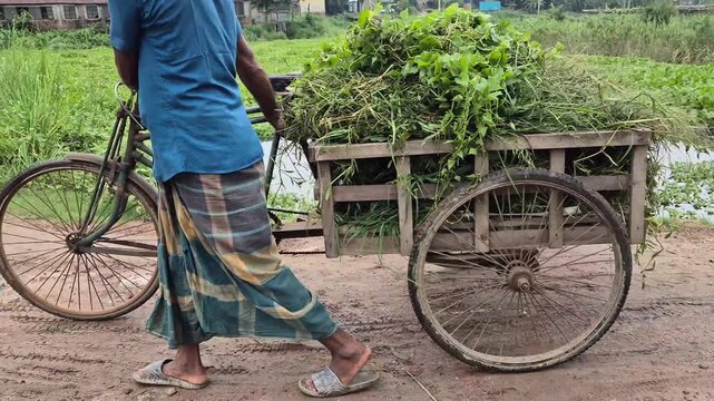 Rural Farmer Transporting Fresh Cattle Fodder Grass On Three Wheeler Cycle Van