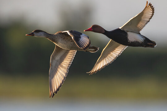 Kolbenenten im Flug