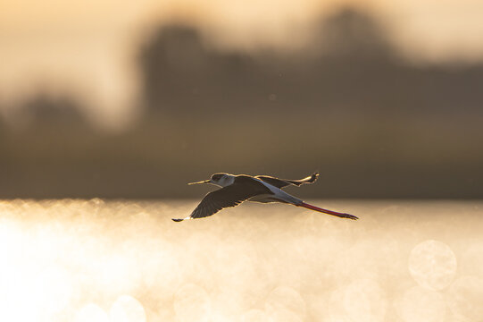 Wasservogel im Sonnenuntergang