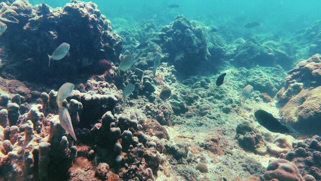 School of Streaked Spinefoot Rabbitfish Swimming Over a Tropical Coral Reef