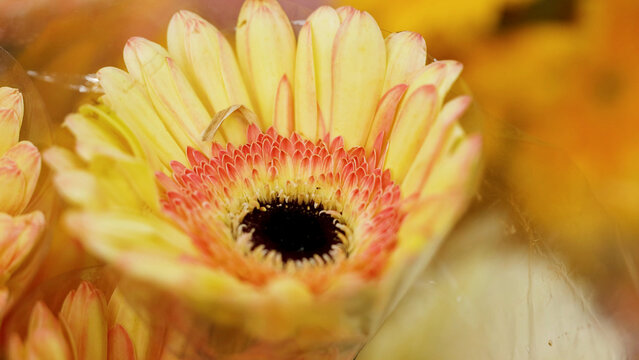 Macro Close Up of Yellow Gerbera Daisy with Orange Center